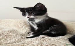 Mixed Breed cats for sale: 2 beautiful tiny kittens  - Image 4