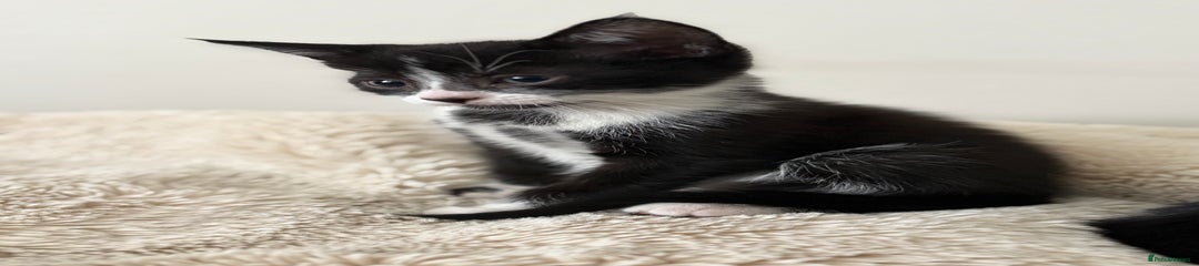 Mixed Breed Kitten 2