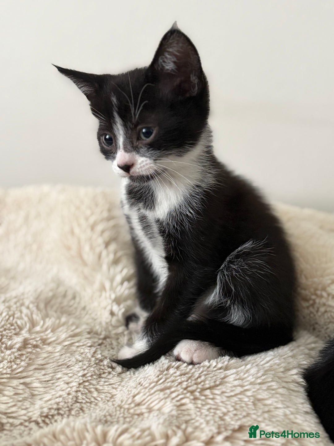 Mixed Breed cats for sale: 2 beautiful tiny kittens  - Image 4