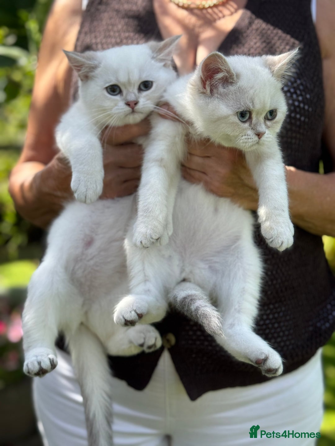 British Shorthair cats for sale: Colourpoints BSH active & non-active available - Image 19