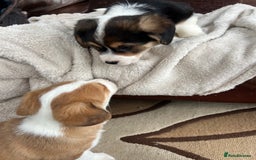 Welsh Corgi Pembroke dogs for sale: Corgi puppies, 2 brothers.  - Advert 1