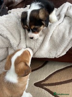 Welsh Corgi Pembroke dogs Corgi puppies, 2 brothers. - Advert 4