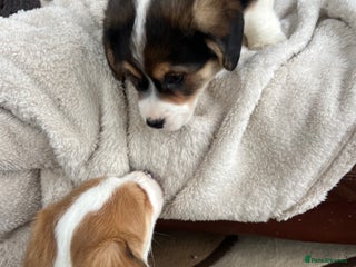 Welsh Corgi Pembroke dogs for sale: Corgi puppies, 2 brothers. - Advert 1
