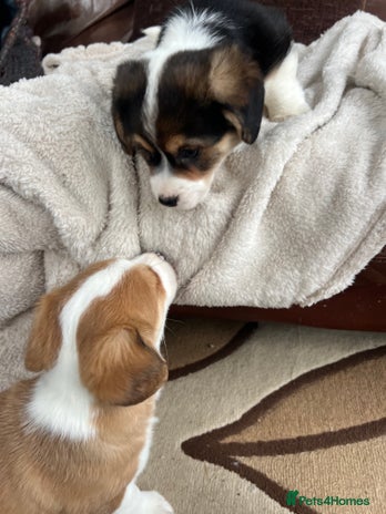 Welsh Corgi Pembroke dogs Corgi puppies - 2 boys - Advert 2