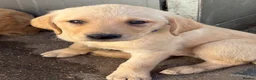 Labrador Retriever dogs for sale: Beautiful litter of mixed puppies  - Advert 12