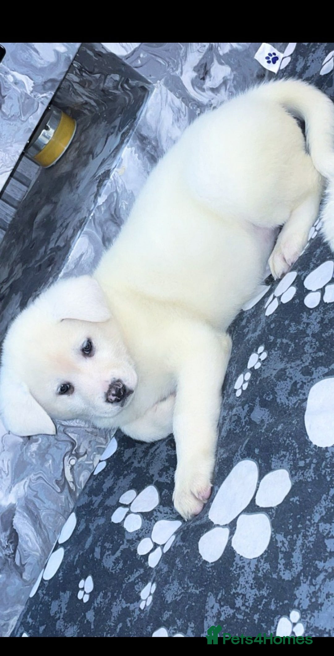 Japanese Akita Inu dogs for sale: Japanese Akita Inu Puppies  - Advert 2