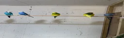 Budgerigars birds for sale: Adult budgies  - Advert 4