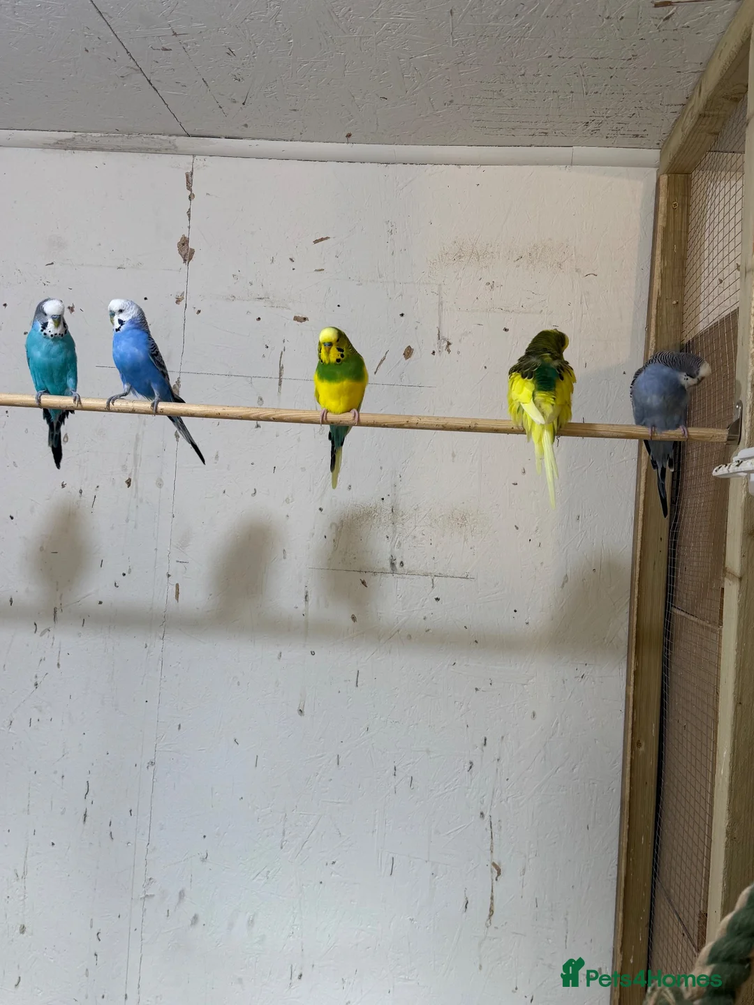 Budgerigars birds for sale: Adult budgies  - Advert 4