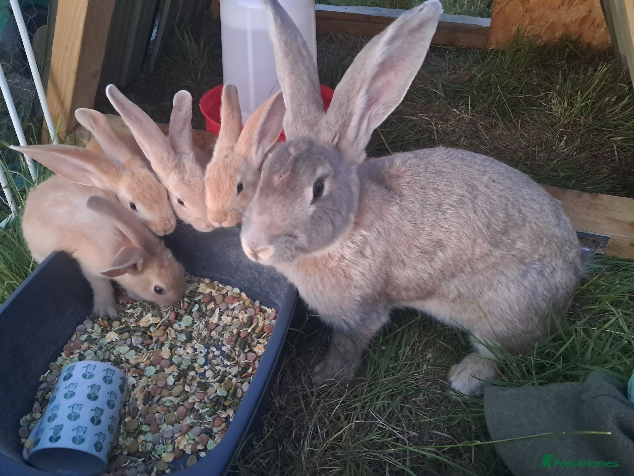 Continental Giant rabbits Continental giant rabbits  - Advert 1