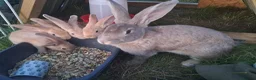 Continental Giant rabbits for sale: Continental giant rabbits  - Advert 1