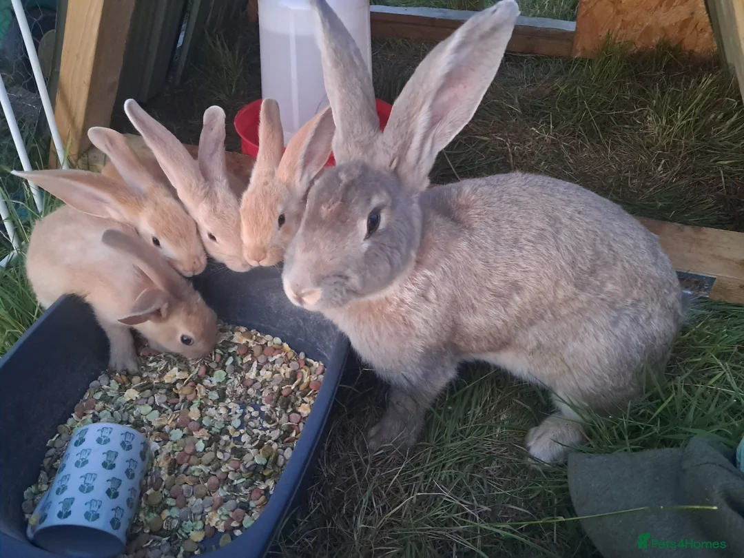 Continental Giant rabbits for sale: Continental giant rabbits  - Advert 1