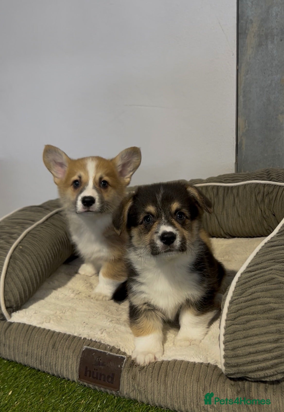 Welsh Corgi Pembroke dogs Outstanding DNA tested clear Puppies  - Advert 1