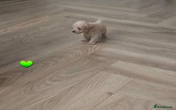 Schnoodle dogs for sale: 5 Adorable Schnoodle Puppies ❤️🩷💚💙🧡 - Image 25