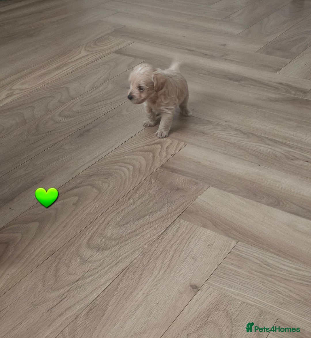 Schnoodle dogs for sale: 5 Adorable Schnoodle Puppies ❤️🩷💚💙🧡 - Image 25