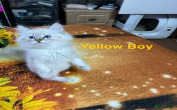 Ragdoll cats for sale: ❗️❤️5 Incredibly Beautiful Ragdoll Kittens❤️🐈  - Image 15