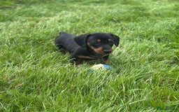 Miniature Dachshund dogs for sale: Miniature dachshund smooth KC Reg - Image 4