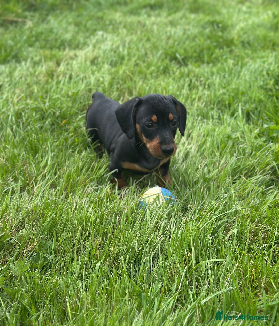 Miniature Dachshund dogs for sale: Miniature dachshund smooth KC Reg - Image 4