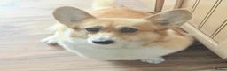 Welsh Corgi Pembroke dogs for sale: Show quality Pembrokeshire corgi - Advert 3