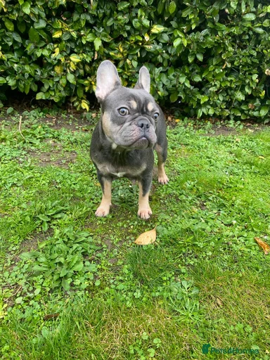 Gallery Image {{count}}