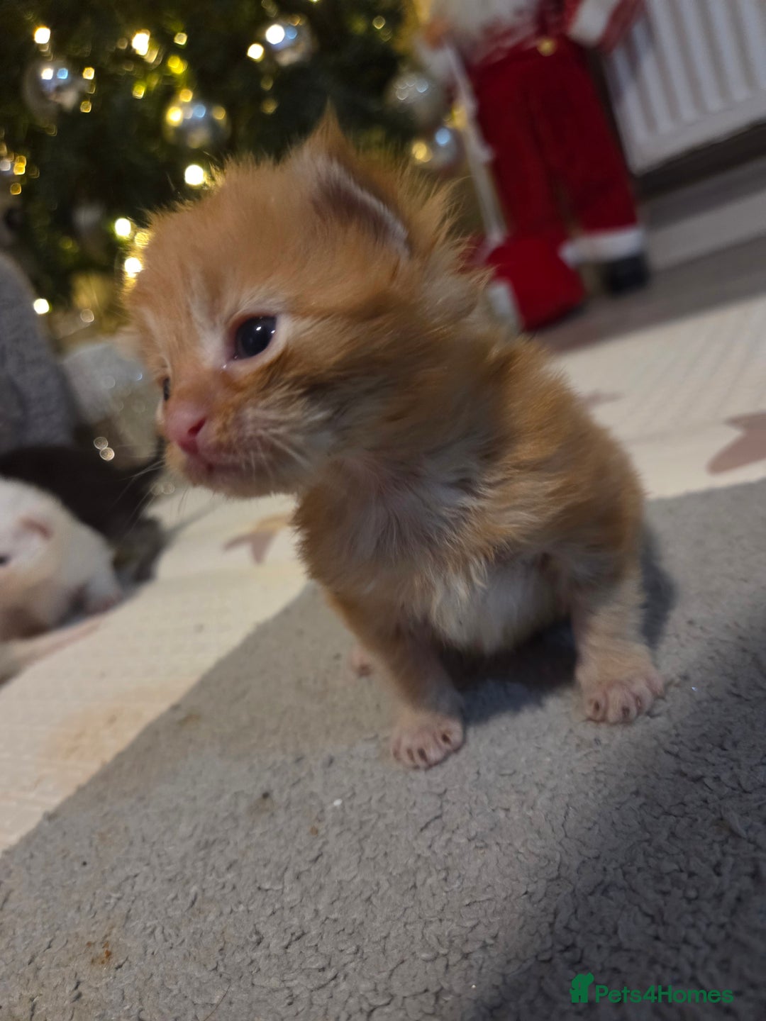 Maine Coon cats for sale: TICA registered MaineCoons 😸  - Advert 21