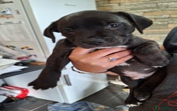 Staffordshire Bull Terrier dogs for sale: Mrs v e collier  - Image 4