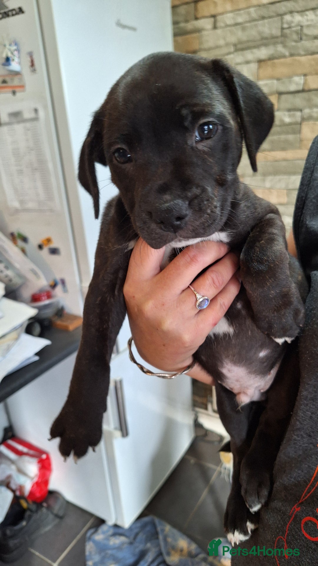Staffordshire Bull Terrier dogs for sale: Mrs v e collier  - Image 4