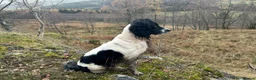 English Springer Spaniel dogs for sale: Springer Spaniel  - Advert 15