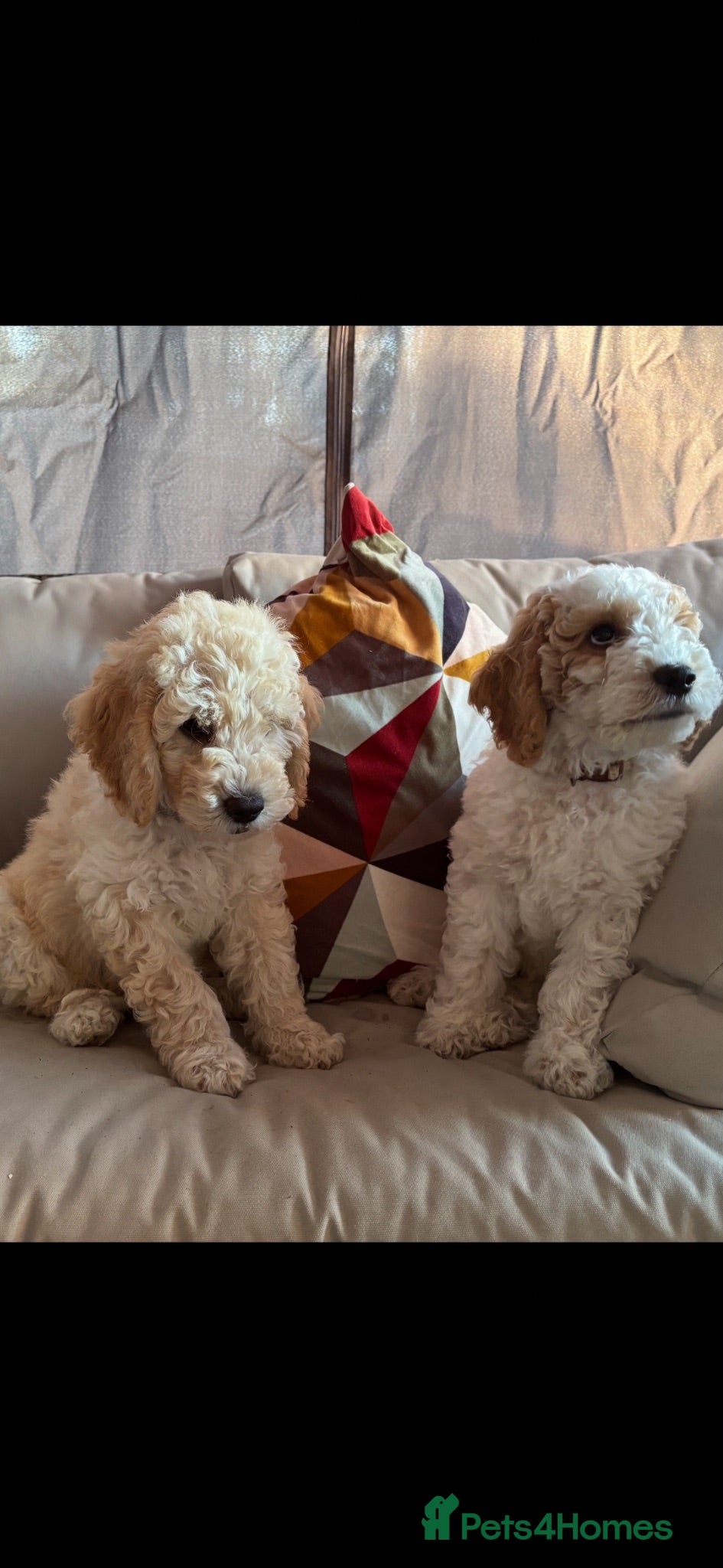 Mini Goldendoodle dogs Mini Goldendoodle  - Advert 1