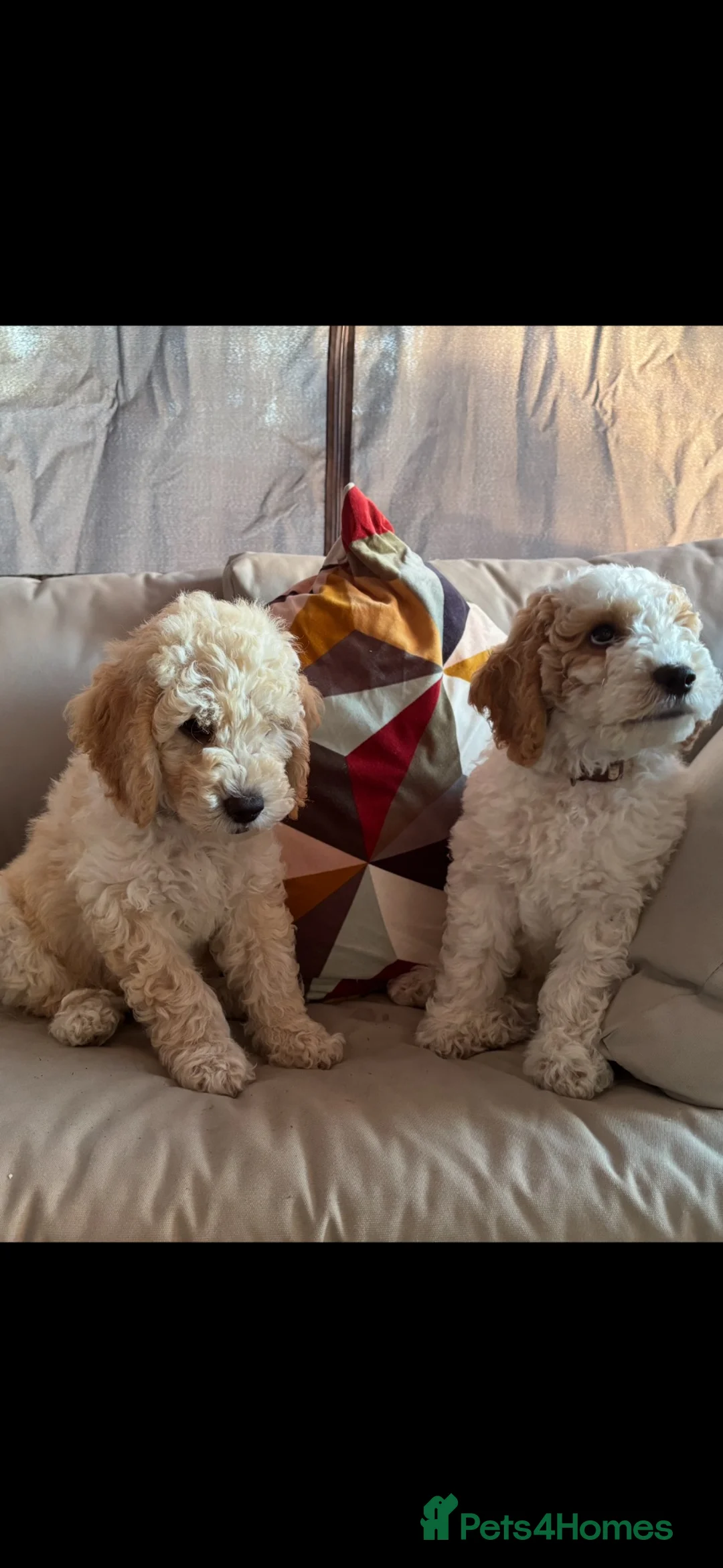 Mini Goldendoodle dogs for sale: Mini Goldendoodle  - Advert 1