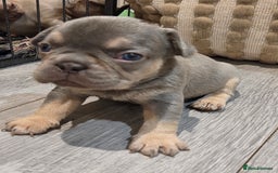 French Bulldog dogs for sale: Isabella & lilac & tan chunky frenchies - Advert 6