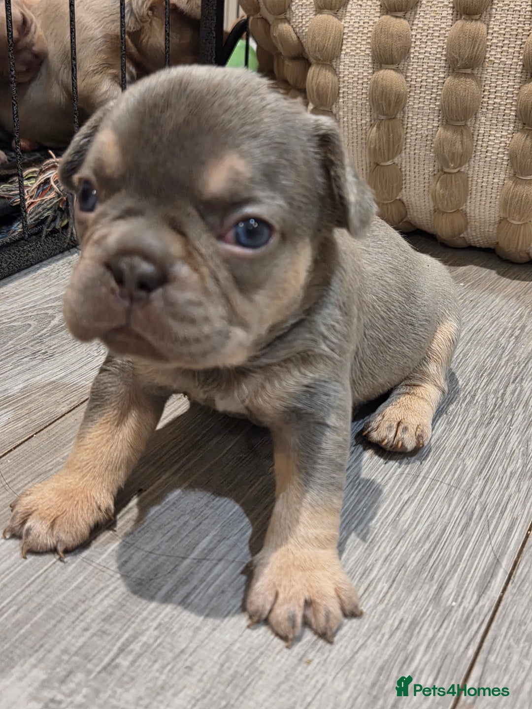 French Bulldog dogs for sale: Isabella & lilac & tan chunky frenchies - Advert 6
