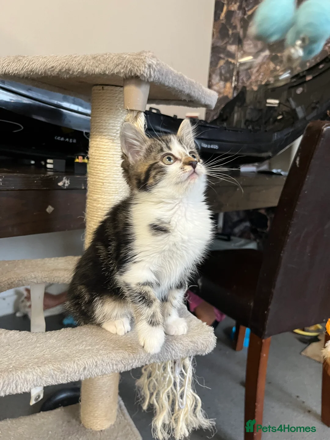 Mixed Breed cats for sale: 🐾 Stunning Mixed Breed Female Kitten Available 🐾 - Advert 6