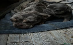 French Bulldog dogs for sale: Two gorgeous French puppies  - Image 5