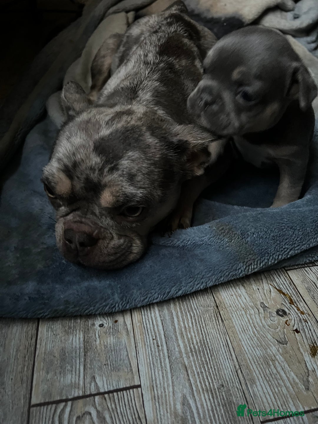 French Bulldog dogs for sale: Two gorgeous French puppies  - Image 5