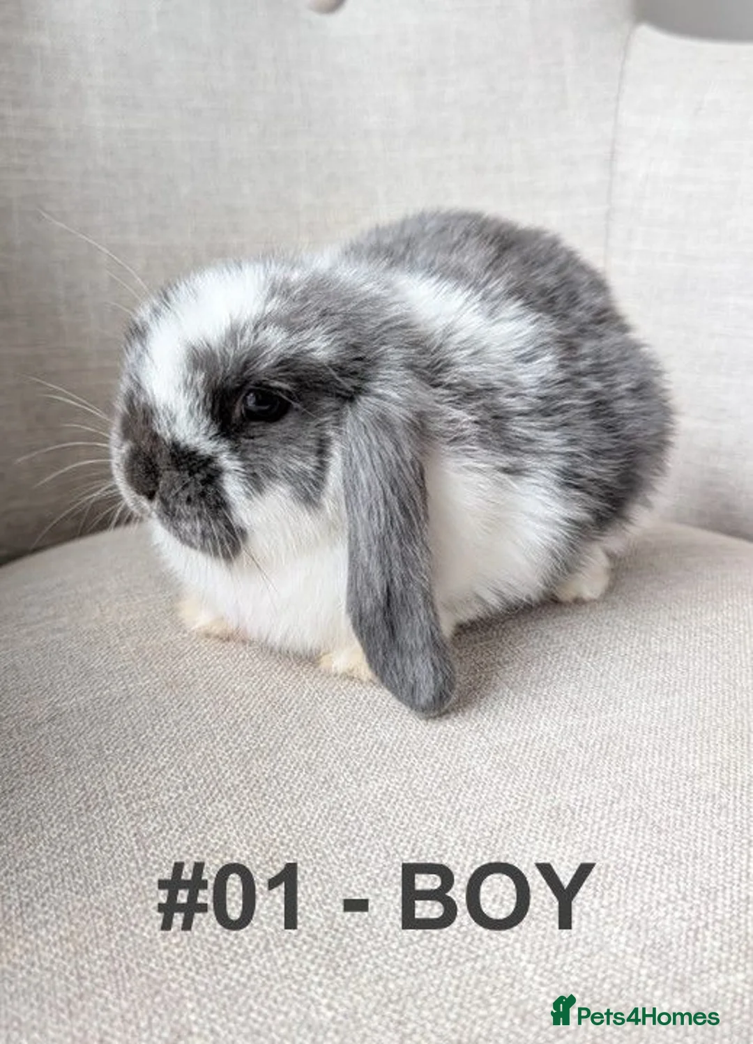 Mini Lop rabbits for sale: Exceptional Mini-Lops. Ready to Leave NOW - Advert 2