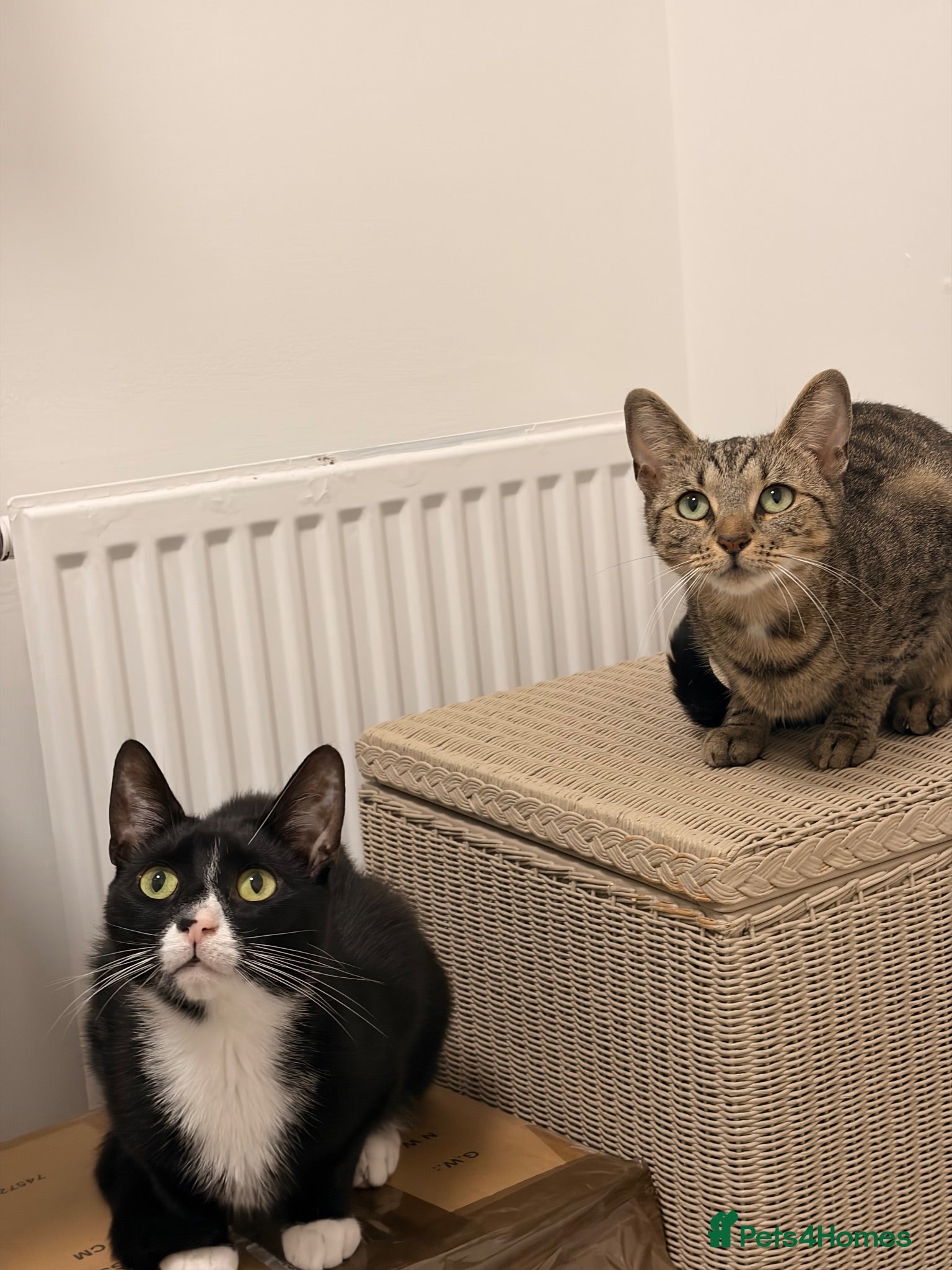 Mixed Breed cats Dorris and Brian - Advert 3