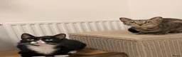 Mixed Breed cats for sale: Dorris and Brian in Derby - Advert 1