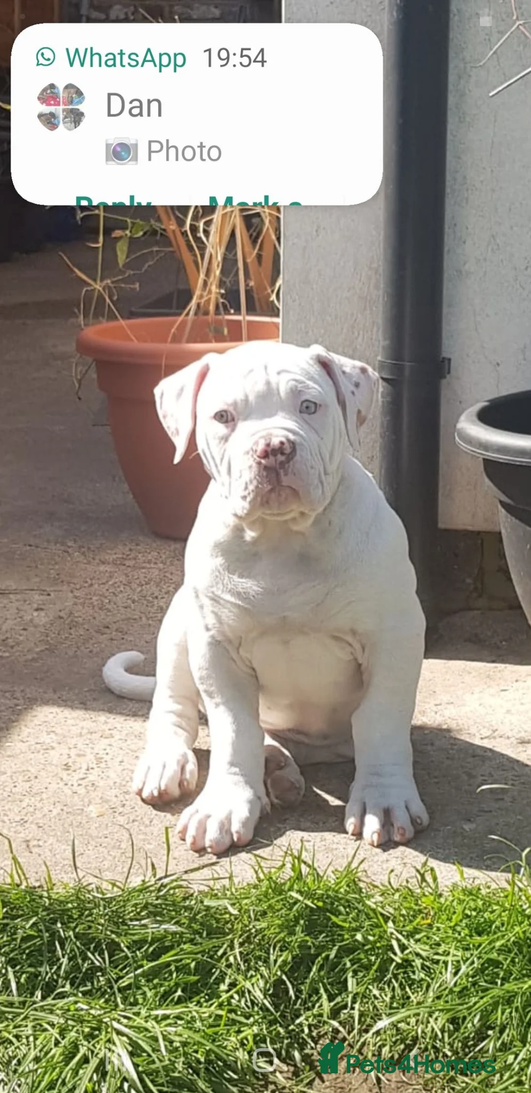American Bulldog dogs for stud: Sam the american bulldog  in Dronfield - Advert 2