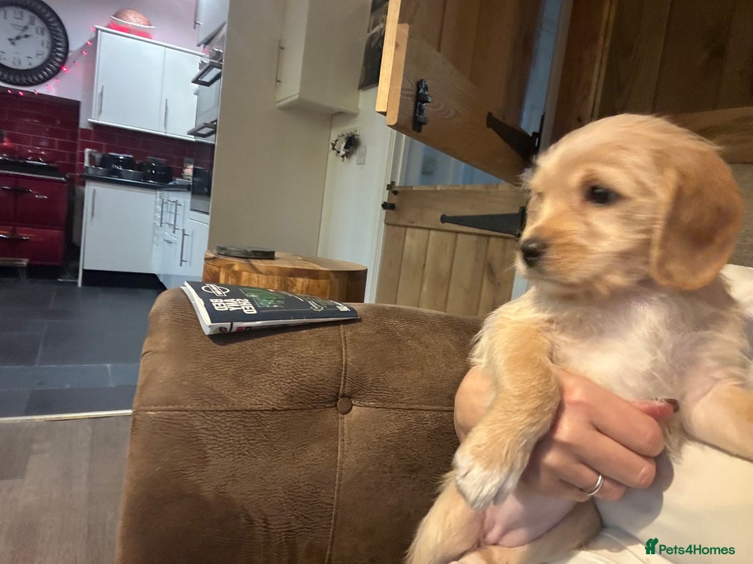 Mixed Breed dogs for sale: Beautiful Beagle X Cavapoo Puppies.  - Advert 11
