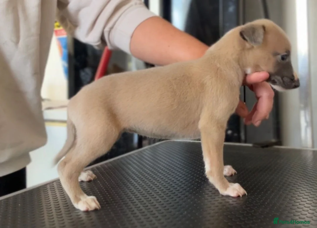 Whippet dogs for sale: Kc whippets  - Advert 8