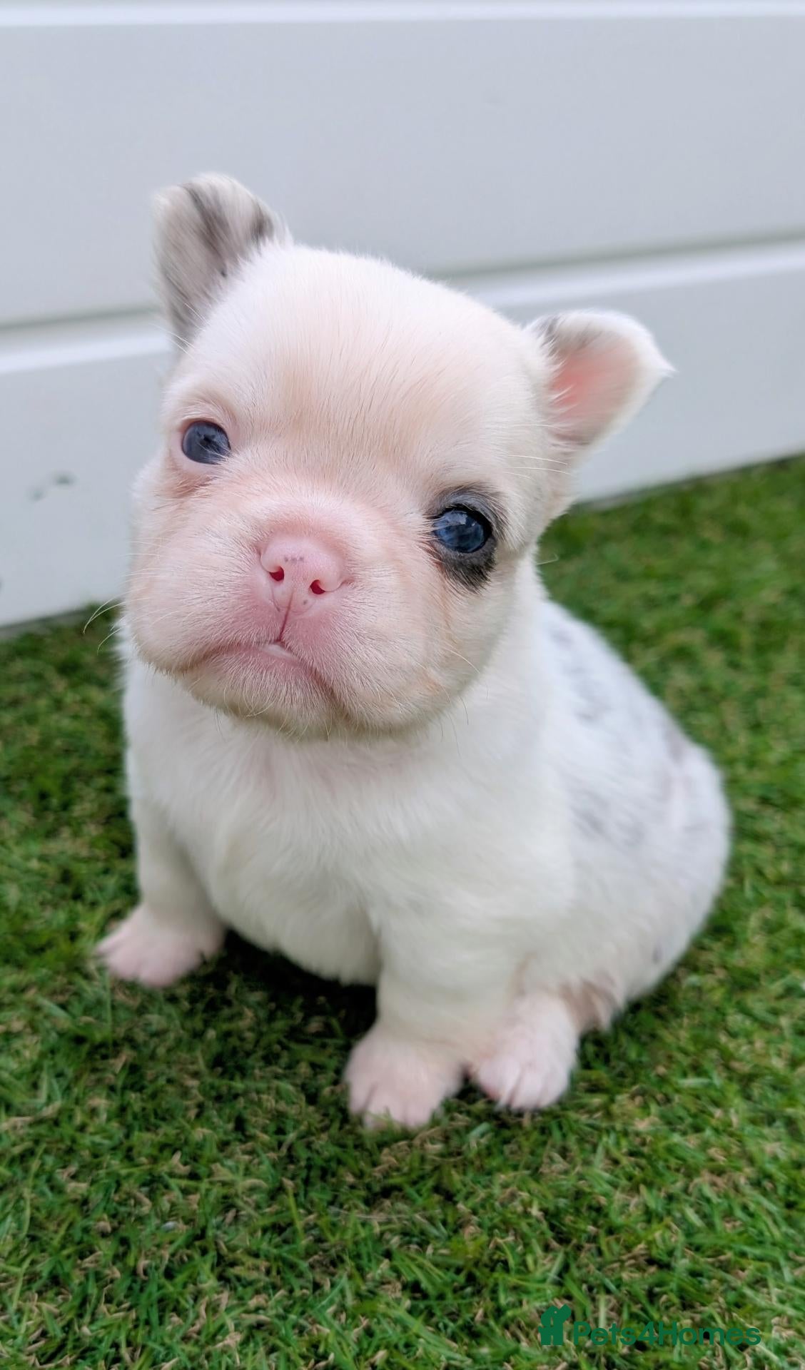 French Bulldog dogs Fluffy husky koi tri blue tan merle Frenchie pups  - Advert 2