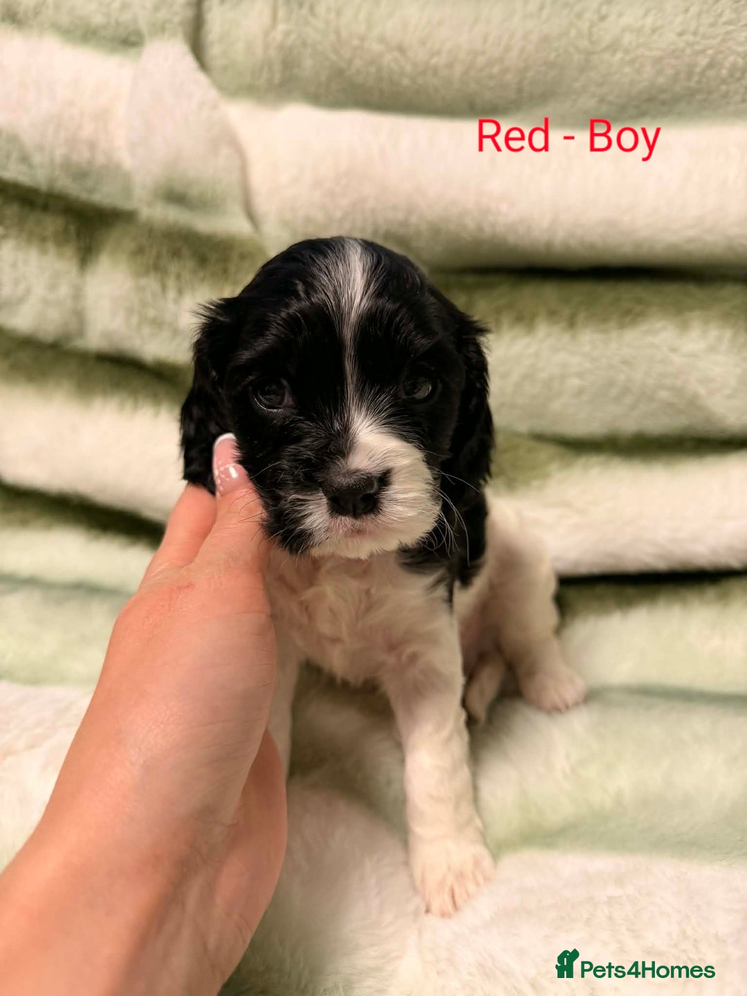 Cockalier dogs for sale: Cockalier  - Advert 1