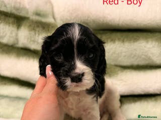 Cockalier dogs Cockalier - Advert 15