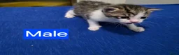 Mixed Breed cats for sale: Kittens 2 Male 1 Female in Chesterfield - Advert 9