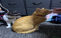 Mixed Breed cats for sale: Gorgeous boy for rehoming🐱 READ DESCRIPTION!!  - Image 9