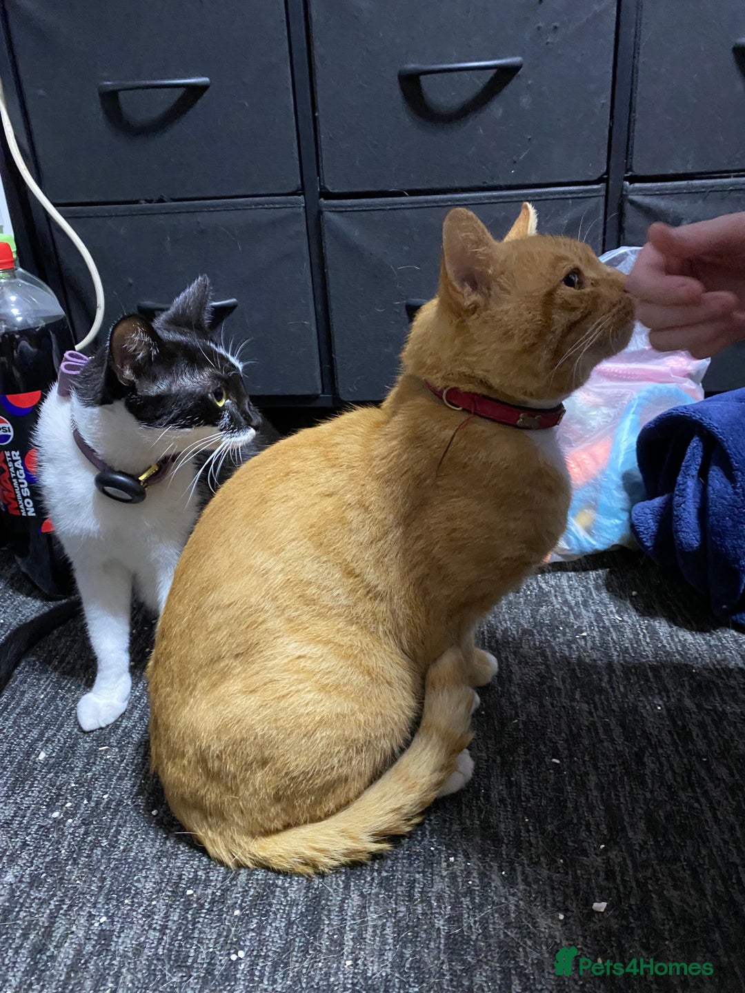 Mixed Breed cats for sale: Gorgeous boy for rehoming🐱 READ DESCRIPTION!!  - Image 9