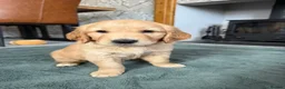 Golden Retriever dogs for sale: Beautiful Home-Reared Golden Retriever Puppies 💛 - Advert 11