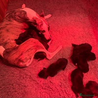 Mixed Breed dogs Stunning F1 Beddy Whippet Pups — Hearts Will Melt - Advert 2