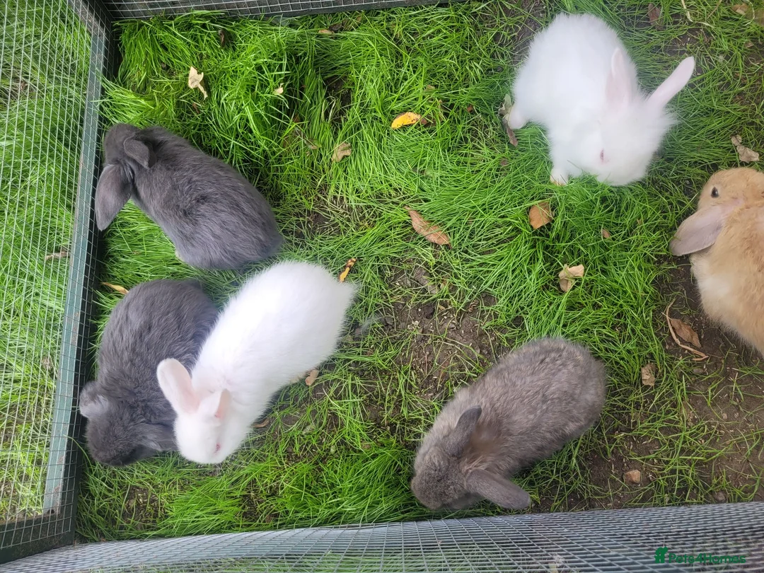 Mini Lop rabbits for sale: Mini lop bunny 🐰  in York - Advert 6