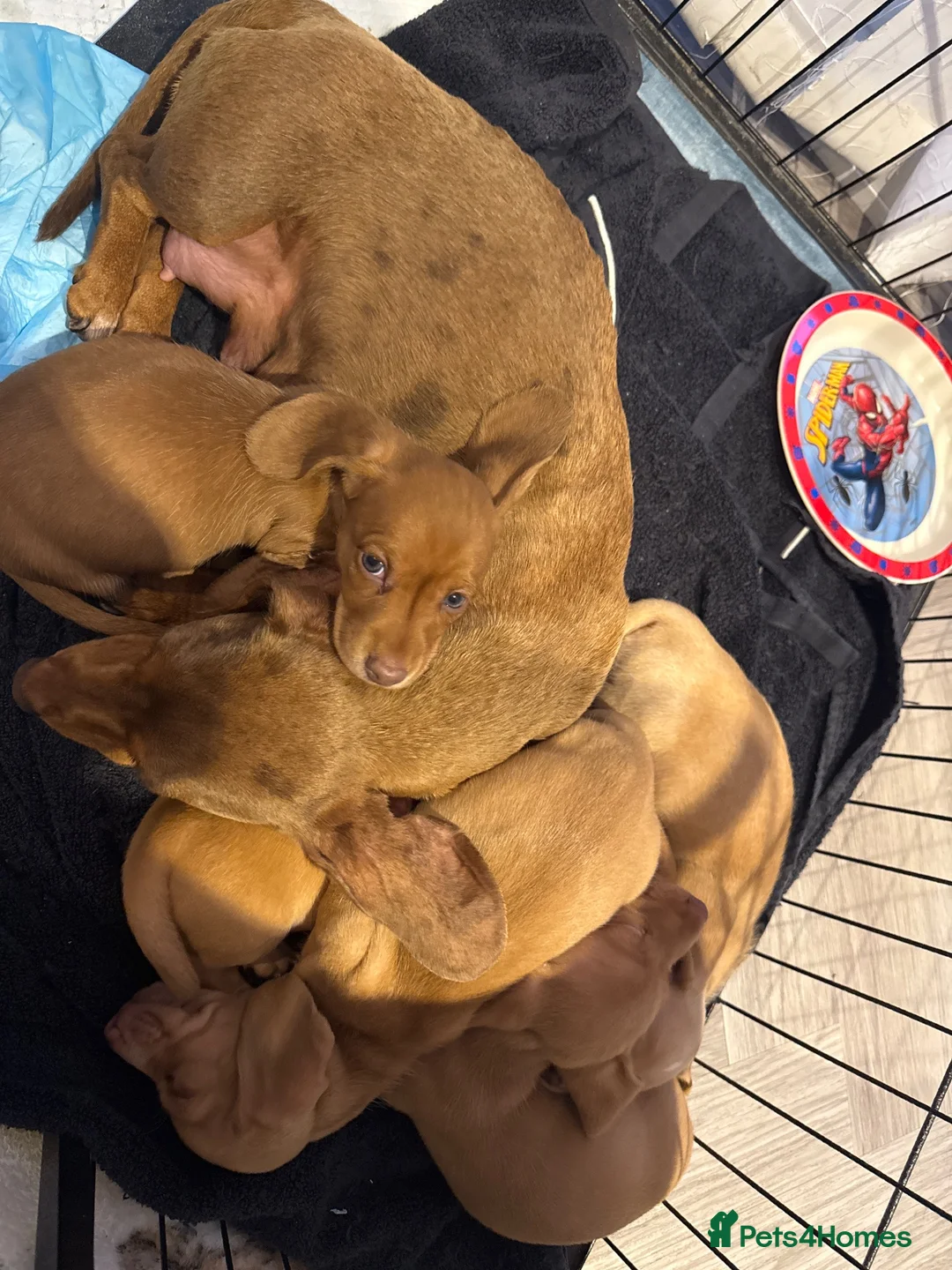 Miniature Dachshund dogs for sale: Long haired miniature dachshund - Advert 2